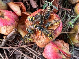 Eastern Yellowjacket Wasps Eating Apples