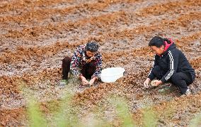 TCM Planting in Qiandongnan