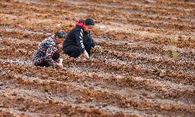 TCM Planting in Qiandongnan