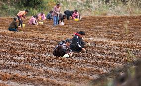 TCM Planting in Qiandongnan