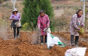 TCM Planting in Qiandongnan