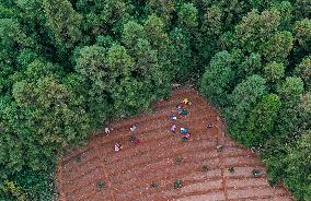 TCM Planting in Qiandongnan