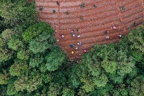 TCM Planting in Qiandongnan