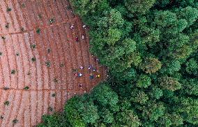 TCM Planting in Qiandongnan