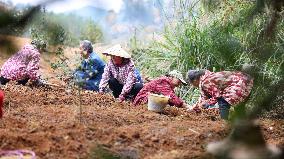 TCM Planting in Qiandongnan