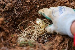 TCM Planting in Qiandongnan