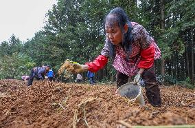 TCM Planting in Qiandongnan