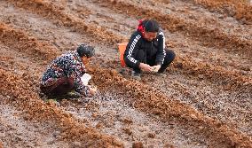 TCM Planting in Qiandongnan