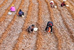 TCM Planting in Qiandongnan