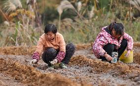 TCM Planting in Qiandongnan