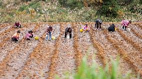 TCM Planting in Qiandongnan