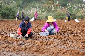 TCM Planting in Qiandongnan