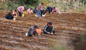 TCM Planting in Qiandongnan