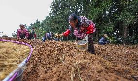 TCM Planting in Qiandongnan