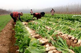#CHINA-FARMING (CN)