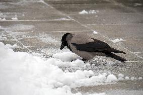 Ukrainian capital gets covered with first snow