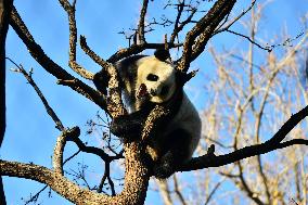 Giant Panda Meng LAN Bask in The Sun at the Beijing Zoo