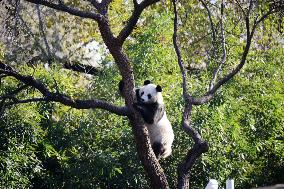 Giant Panda Meng LAN Bask in The Sun at the Beijing Zoo