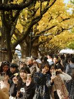 Ginkgo trees in autumn colors in Tokyo