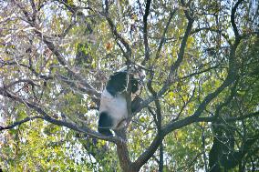 Giant Panda Meng LAN Bask in The Sun at the Beijing Zoo