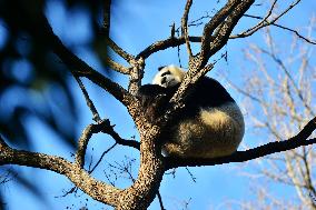 Giant Panda Meng LAN Bask in The Sun at the Beijing Zoo
