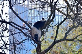 Giant Panda Meng LAN Bask in The Sun at the Beijing Zoo