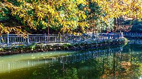 Tourists Enjoy A Colorful Metasequoia Forest in Chongqing