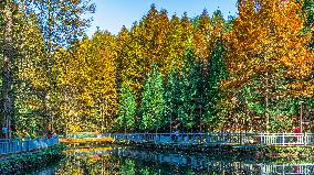 Tourists Enjoy A Colorful Metasequoia Forest in Chongqing