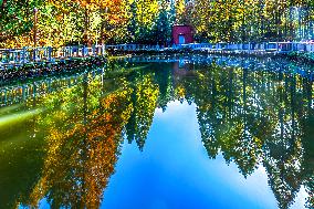 Tourists Enjoy A Colorful Metasequoia Forest in Chongqing