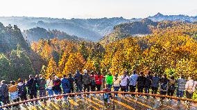 Tourists Enjoy A Colorful Metasequoia Forest in Chongqing