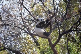 Giant Panda Meng LAN Bask in The Sun at the Beijing Zoo