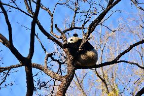 Giant Panda Meng LAN Bask in The Sun at the Beijing Zoo