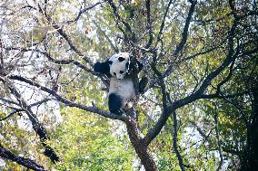 Giant Panda Meng LAN Bask in The Sun at the Beijing Zoo