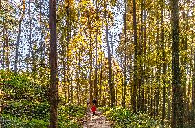 Tourists Enjoy A Colorful Metasequoia Forest in Chongqing