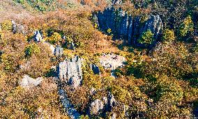 Tourists Enjoy A Colorful Metasequoia Forest in Chongqing