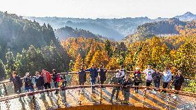 Tourists Enjoy A Colorful Metasequoia Forest in Chongqing