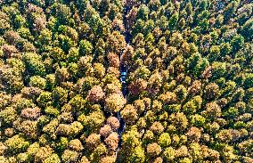 Tourists Enjoy A Colorful Metasequoia Forest in Chongqing