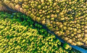 Tourists Enjoy A Colorful Metasequoia Forest in Chongqing