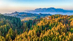 Tourists Enjoy A Colorful Metasequoia Forest in Chongqing