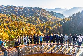 Tourists Enjoy A Colorful Metasequoia Forest in Chongqing