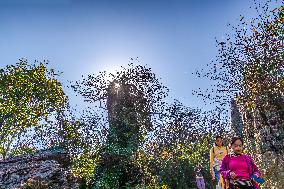 Tourists Enjoy A Colorful Metasequoia Forest in Chongqing