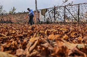 Cricket During Autumn In Kashmir