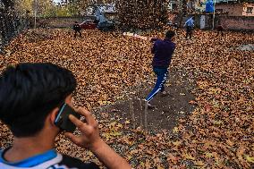 Cricket During Autumn In Kashmir