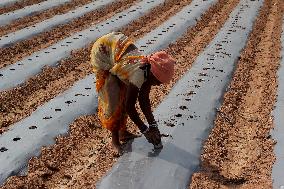 India Agriculture