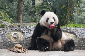 Japan-born panda in China