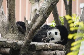 Japan-born Panda in China