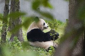 Japan-born Panda in China