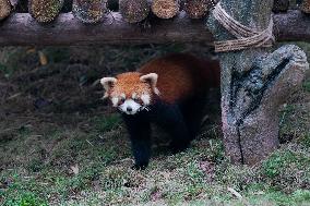 Red Pandas Play at Chongqing Zoo