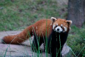 Red Pandas Play at Chongqing Zoo
