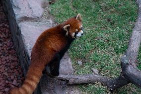 Red Pandas Play at Chongqing Zoo